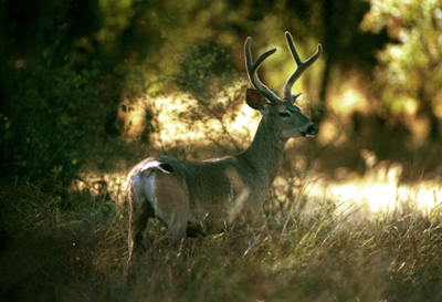 A buck mule deer in Riverbend Park.
