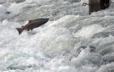 Homeward Bound - Just upstream from Sailor Bar, a King salmon jumps at the weir at Nimbus Hatchery. Photo By Ed Homich