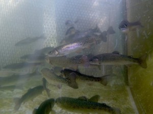 eagle_lake_trout_california_department_of_fish_and_wildlife