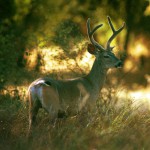 Riverbend Park Buck