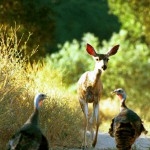 Fawn and Turkeys