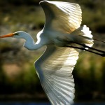 Egret