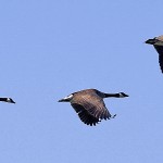 Canadian Geese