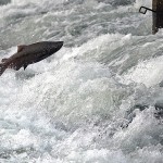 A King Salmon leaps at the gates near the Nimbus Salmon Hatchery.