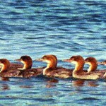 Common Merganser